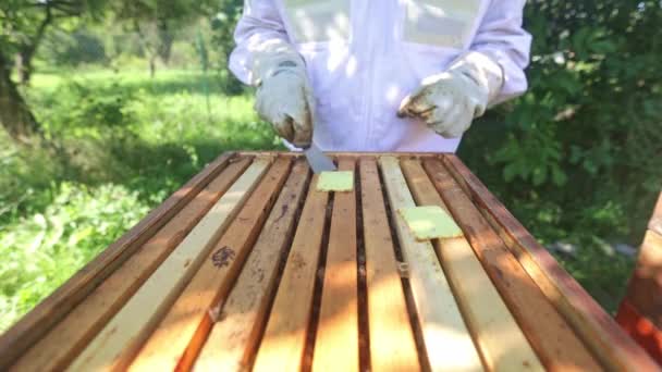 Peternak Lebah Melakukan Pemeliharaan Sarang Lebah Menghilangkan Obat Untuk Lebah — Stok Video