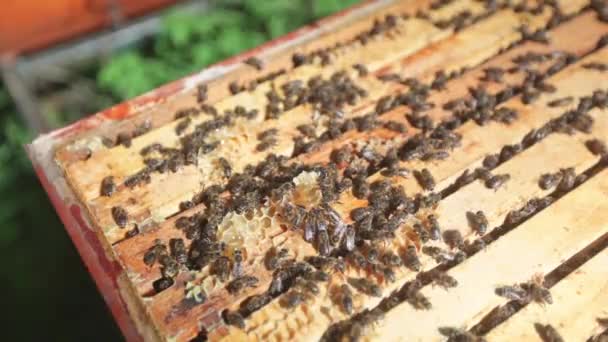 Arı Kovanına Kovanla Arı Kovanına Ayrıntı Doğa Konsepti — Stok video