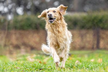 Dışarıda koşan altın labrador Retriever, köpek hayvan konsepti