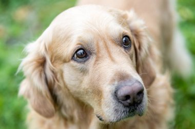 Güzel bir labrador avcısının portresi ağırlıklı olarak sarı bir ceket, köpek hayvan konsepti.