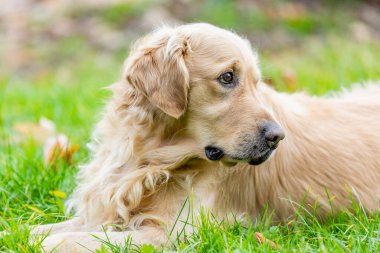 Tatlı labrador av köpeğinin portresi ağırlıklı olarak sarı bir palto, köpek hayvan konsepti.