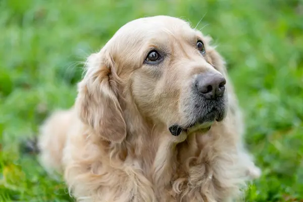 Güzel bir labrador avcısının portresi ağırlıklı olarak sarı bir ceket, köpek hayvan konsepti.