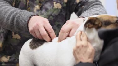 Köpeğin kuduz aşısı, veteriner doktor kuduz aşısı, veteriner konsepti.