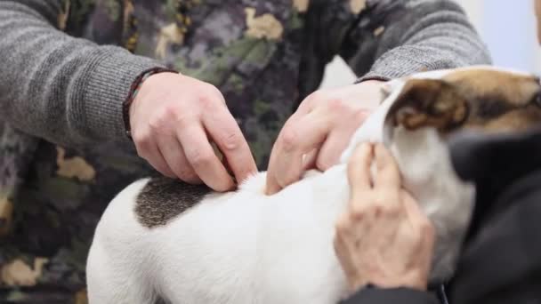 Вакцинация Собаки Против Бешенства Ветеринар Применяющий Противобешенство Инъекции Ветеринарная Концепция — стоковое видео