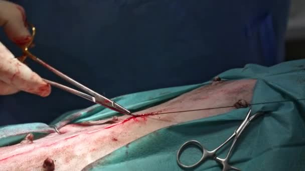 女性の犬のカストレーション 獣医手術のコンセプトの後に傷を縫うベット医師 — ストック動画