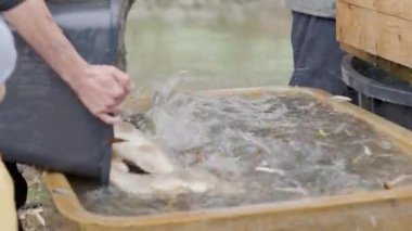 Balıkçılar balık ağlarını ayırıp kovaya koyuyorlar.