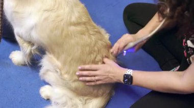 Bir veteriner tarafından yönetilen Golden retriever için lazer terapi seansı.