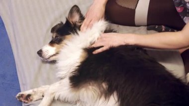 Veteriner battaniyenin üzerinde yatan bir çoban köpeğine masaj yapıyor.