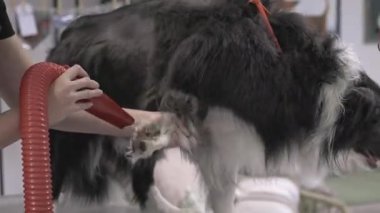 Güçlü bir üfleyici kullanarak profesyonel tımarcı tarafından kurutulan Sınır Çoban Köpeği kürkü