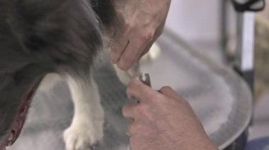 Veteriner metal masada köpek tırnağı kesiyor.