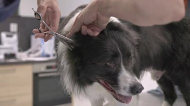 Profesyonel veteriner güzel bir çoban köpeğinin saçını makasla kesiyor.