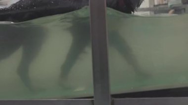 Kara köpek rehabilitasyonunun bir parçası olarak su altı koşu bandında yürüyor.