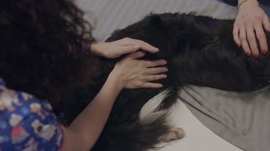 Veteriner, tıbbi bir masada yatan bir çoban köpeğini avuçluyor.