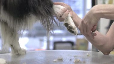 Köpek bakıcısı, bir kuaför salonunda makaslı bir çoban köpeğinin patisini buduyor.
