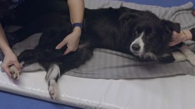 Veterinerlik masajları ve gümrüklü bir paspasın üzerinde uzanan çoban köpeğinin arka bacakları.
