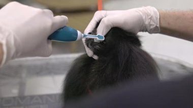 Veteriner elektrikli diş fırçası kullanarak siyah pomeranya köpeğinin dişlerini temizliyor