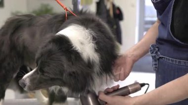 Profesyonel hayvan tımarcısı. Saç kurutma makinesiyle sınır collie kürkünü kurutuyor.
