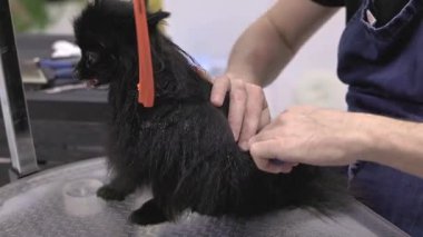 Profesyonel tımarcı, dönen bir masa üzerinde siyah bir Pomeranya köpeğini tarıyor ve fırçalıyor.