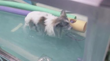 Papillon köpeği rehabilitasyon sırasında su altı koşu bandında yürüyor.
