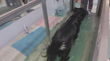Sualtı koşu bandı terapisi sırasında siyah bir köpeğe yardım eden veteriner.