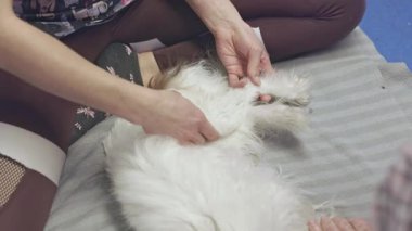 Muayene sırasında veteriner köpek pençelerini manipüle ediyor