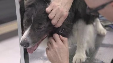 Border collie profesyonel tımarcı tarafından yetiştiriliyor.