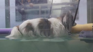 Yüzme rehabilitasyonu sırasında bir papillon köpeğine veteriner asistanı.