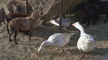 Beyaz kazlar ve koyunlar çiftlikteki metal besleyiciden saman yiyorlar.