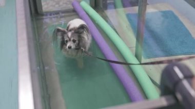 Rehabilitasyon sırasında küçük köpek su altında koşu bandında yürüyor.