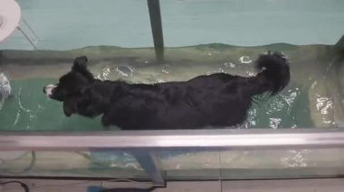 Sualtı koşu bandı terapisi sırasında bir çoban köpeğine yardım eden veteriner.