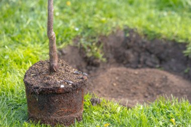 Yeni kazılmış bir çukura küçük bir ağaç dikmek, bahçıvanlık ve doğayla ilgilenmek.