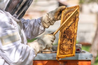 Arı yetiştiricisi bal kovanından bal ayıklıyor. Arıları bal peteğinden temizlemek için fırça kullanıyor.