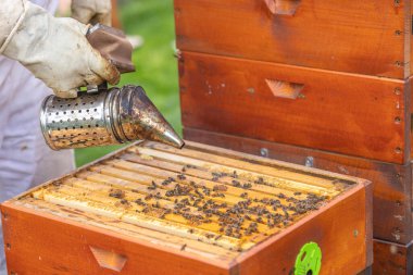 Arı yetiştiricisi bal üretiminde arıları sakinleştirmek için sigara içiyor.