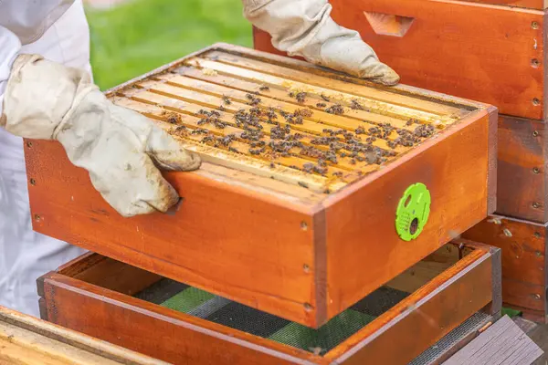 Arı yetiştiricisi koruyucu eldiven takıyor. Arı kovanındaki arılarla dolu bal peteğini dikkatlice kaldırıyor.