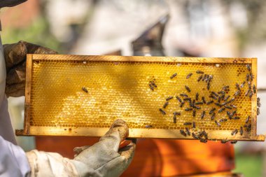 Arı yetiştiricisi arı kovanından arılarla kaplanmış bal peteği çerçevesini çıkarıyor.