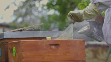 Arıcı, arıları tahtadan kovanda sakinleştirmek için sigara içiyor.