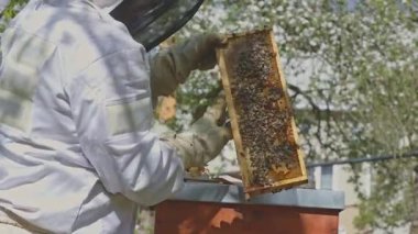 Arı yetiştiricisi arı kovanından bal peteği çıkarıyor, arıları ve bal üretimini kontrol ediyor