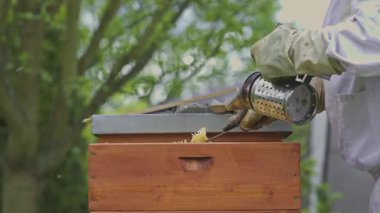 Arıcı koruyucu giysiler giyip arı kovanını açıyor ve içeride duman üflüyor.