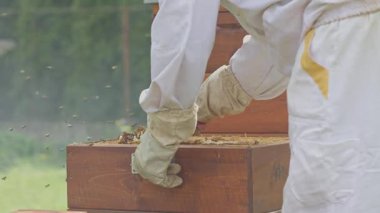 Koruyucu elbise giyen arıcı arı kovanını açar ve arı dumanı kullanır.