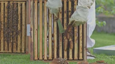 Arı yetiştiricisi bal hasadı sırasında, bir bıçakla arı kovanından bal peteği çıkarıyor.