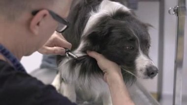 Veteriner dikkatli bir şekilde bir çoban köpeğinin kenelerini çıkarıyor.