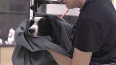 Bir kuaförde banyo yaptıktan sonra havluyla bir çoban köpeğini tutuyor ve kurutuyor.