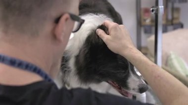 Veteriner, kenar kösele kulaklarını pamukla temizliyor.