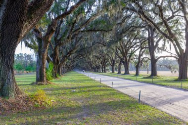 Savannah, Georgia, ABD 'deki Wormsloe Tarihi Bölgesi' nde canlı meşeler ve İspanyol yosunları tarafından korunan bulvar. Wormsloe Tarihi Alanı, resmi olarak Wormsloe Plantasyonu olarak bilinen bir devlet tarihi alanıdır..