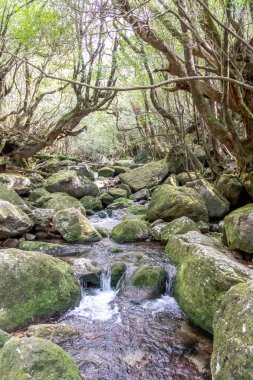 Shiratani Unsuikyo Ravine ilkbaharda, Shiratani Unsuikyo Yakushima 'da, Japonya' nın Kagoshima şehrinde yemyeşil bir doğa parkı. Orman, eğrelti otları ve yosunlar gibi yemyeşil, eşsiz yer bitkileriyle kaplıdır..