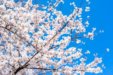 Yoshino kirazı (Prunus x yedoensis) arka planda mavi gökyüzü ile çiçek açmış ağaç