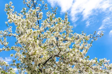 Yoshino kirazı (Prunus x yedoensis) arka planda mavi gökyüzü ile çiçek açmış ağaç
