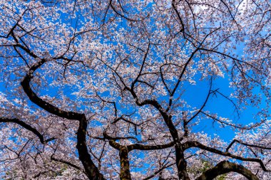 Yoshino kirazı (Prunus x yedoensis) arka planda mavi gökyüzü ile çiçek açmış ağaç