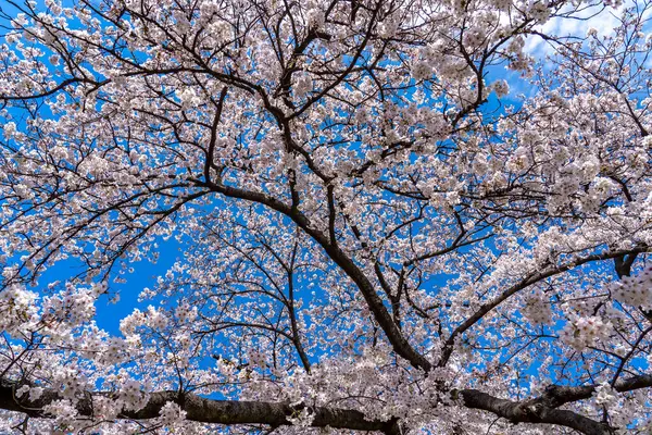 Yoshino Cherry Prunus Yedoensis Tree Bloom Blue Sky Background — Stock Photo, Image