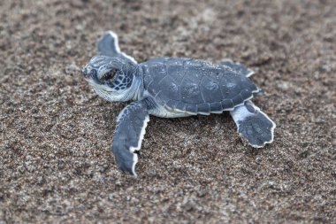 Turtle (Chelonia mydas) Kosta Rika 'daki Tortuguero Ulusal Parkı' nda okyanusa doğru sürünüyor..